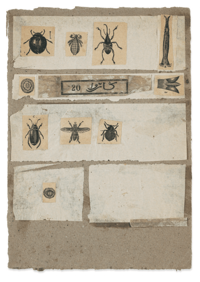 Robert Rauschenberg, Untitled [insects], 1952